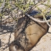 lion_sea_galapagos_nsey_v_0059_ecu0255.jpg